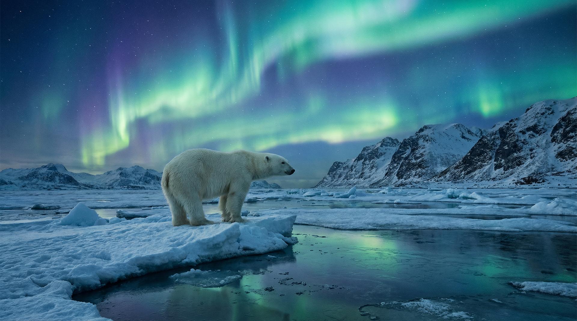 海角北极熊视频